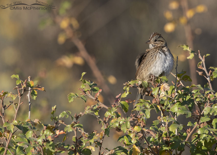 Preening Lincoln's Sparrow on Fragrant Sumac, Box Elder County, Utah