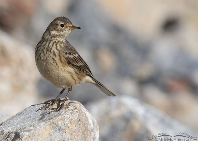 American Pipits and Fall Migration - Mia McPherson's On The Wing ...