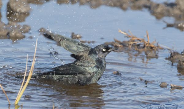 Brewer’s Blackbird Male Bathing Mia Mcpherson S On The Wing Photography