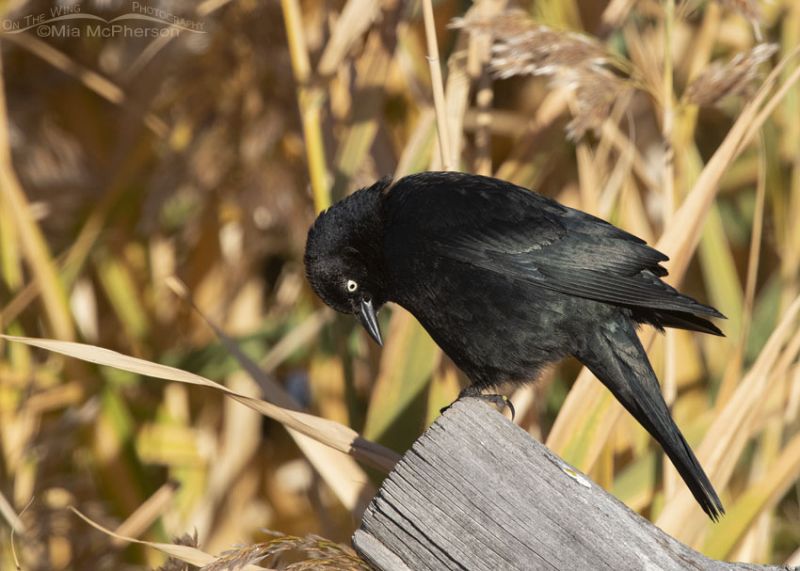 Male Brewer S Blackbird On A Fence Post With Fall Colors Mia Mcpherson S On The Wing Photography