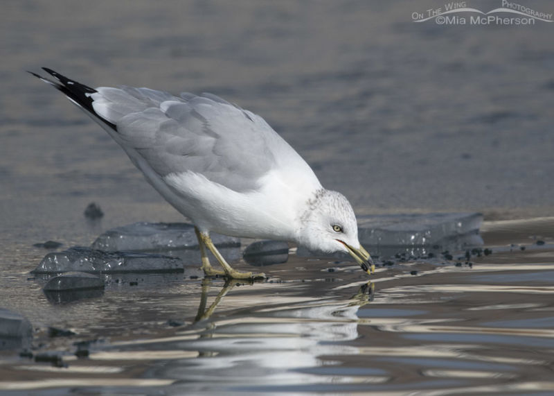 Ring Billed Gull Standing On An Ice Next To Open Water Mia Mcpherson