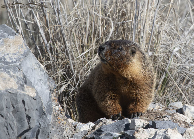 Yellow-bellied Marmot Family In Early Spring - Mia McPherson's On The ...