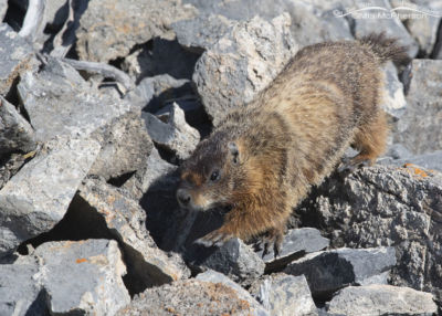 Yellow-bellied Marmot Pup Exploring Its World – Mia McPherson's On The ...