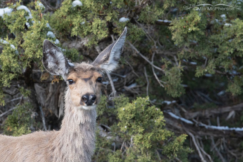 Mule Deer Doe In Snowy Junipers – On The Wing Photography