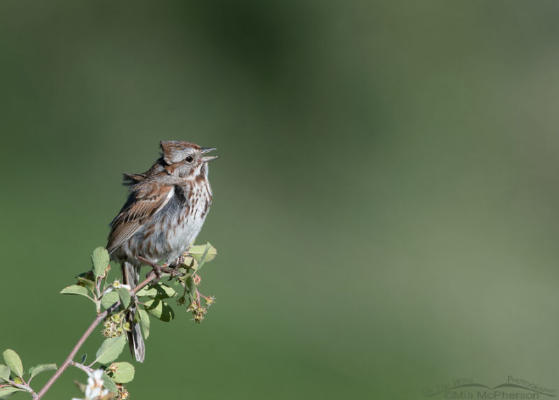 Song Sparrow Singing In A Wind – On The Wing Photography