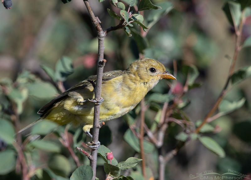 Immature Western Tanager in a serviceberry – Mia McPherson's On The ...