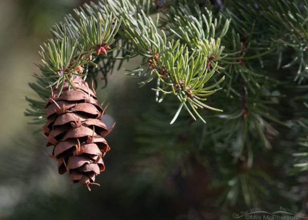 Douglas Firs - Bird Food Grown, Stored And Served in Handy Cones - Mia ...