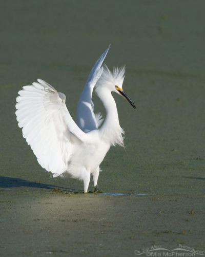 Snowy Egret in a defensive posture – On The Wing Photography