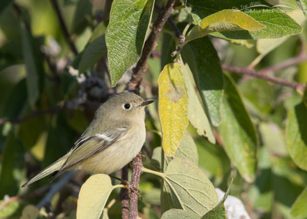 Enchanted By Fall Ruby-crowned Kinglets - Mia McPherson's On The Wing ...