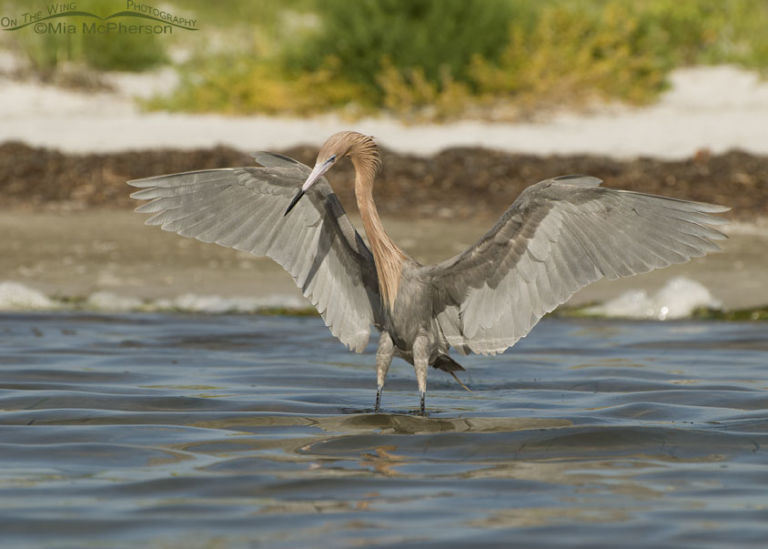 White and Dark Morph Reddish Egrets Hunting - Mia McPherson's On The ...