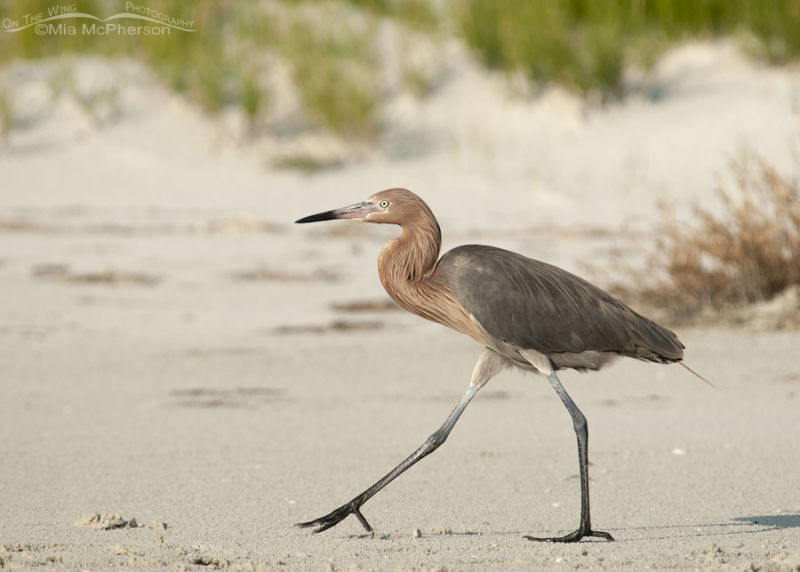 Reddish Egret Images - Mia Mcpherson's On The Wing Photography