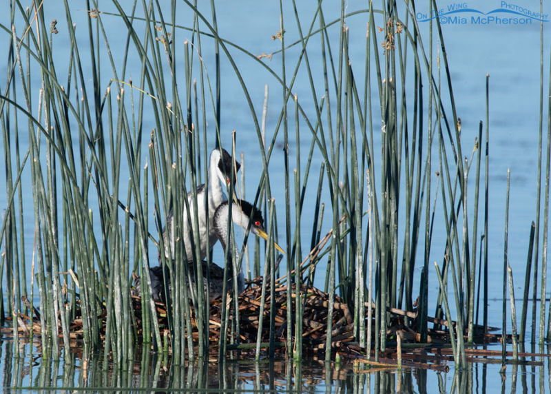 Western Grebes On Nest Mia McPherson S On The Wing Photography