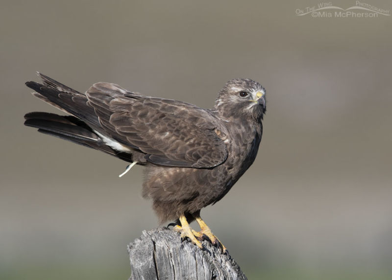 Dark morph sub-adult Swainson’s Hawk pooping – On The Wing Photography