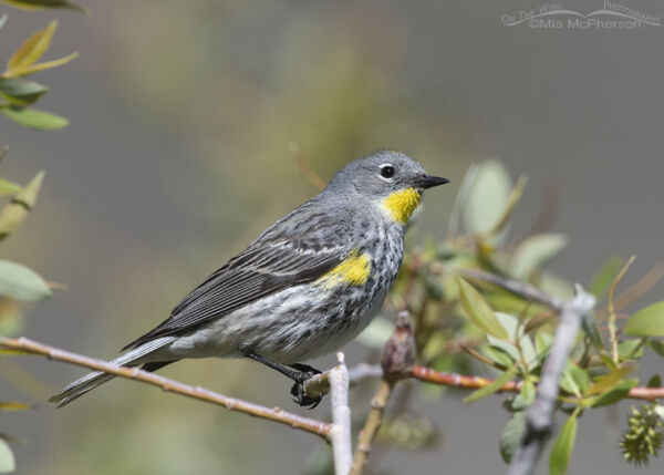 One Spring Morning When Yellow-rumped Warblers Dripped From Trees - Mia ...