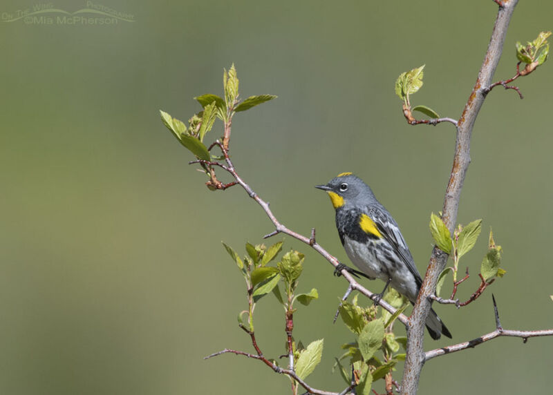 Male Yellow Rumped Warbler Perched In A Hawthorn On The Wing Photography