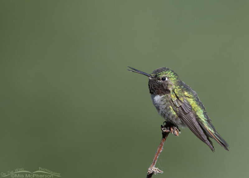 Male Broad-tailed Hummingbird with his bill open – Mia McPherson's On ...