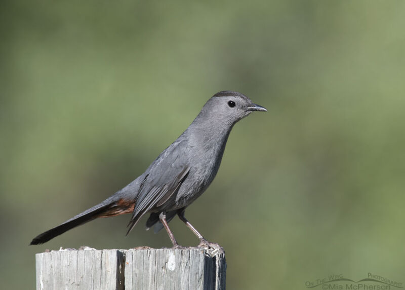 Gray Catbird keeping watch from a fence post – Mia McPherson's On The ...