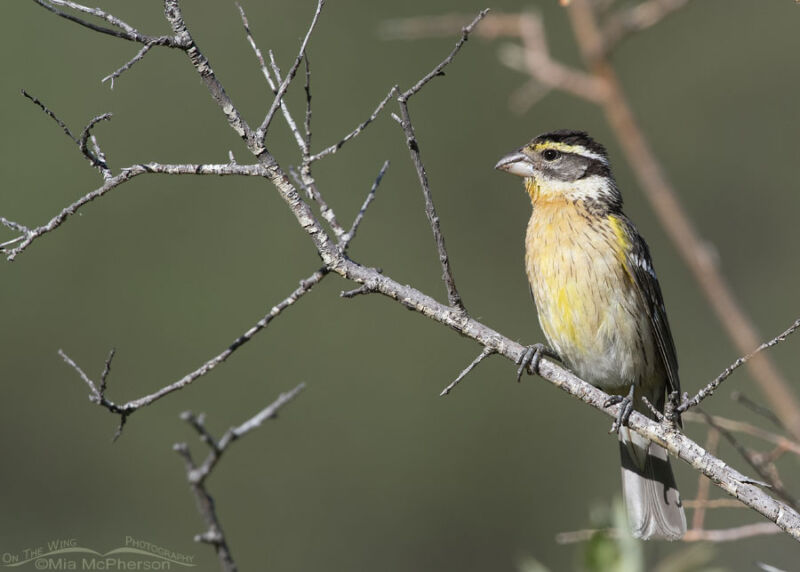 Female Or Immature Black Headed Grosbeak In The Wasatch Mountains Mia McPherson S On The Wing