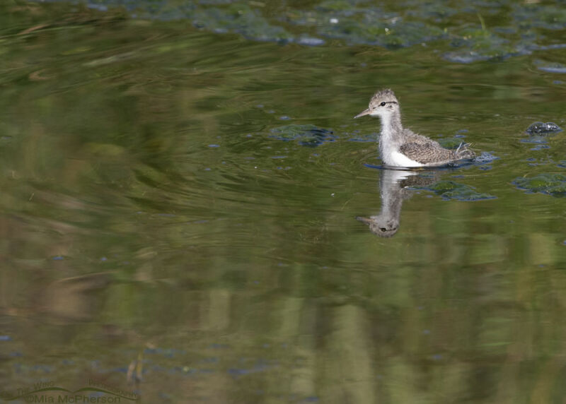 Swimming Spotted Sandpiper Chick Photos - Mia McPherson's On The Wing ...