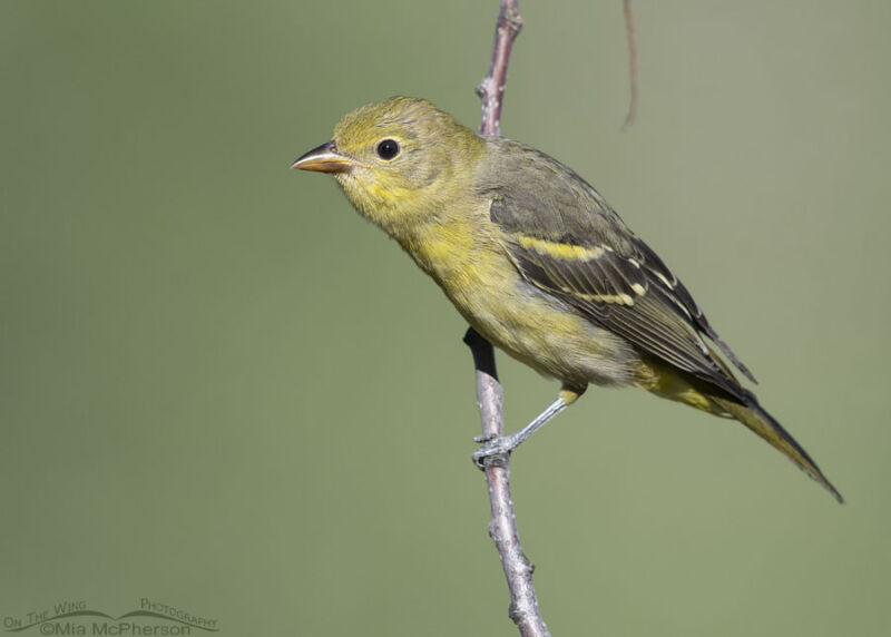 Young Western Tanager on a chokecherry branch – On The Wing Photography