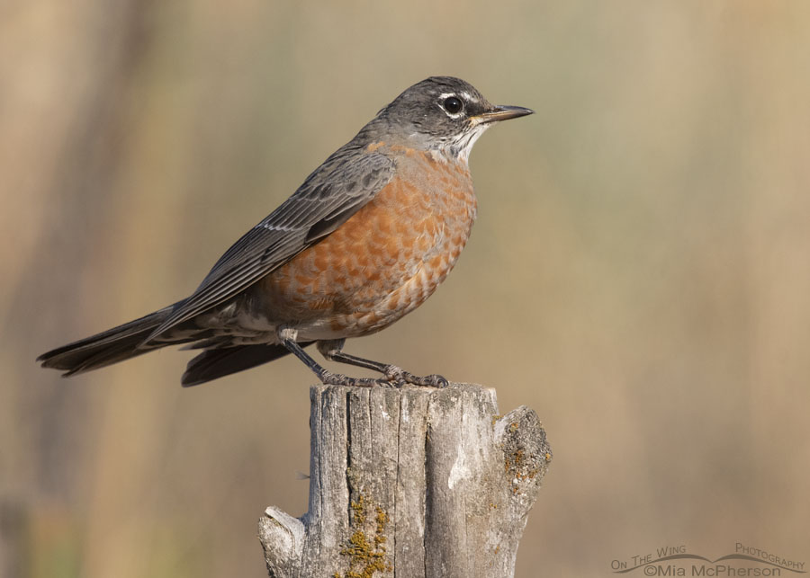 How to Identify an American Robin - Birds and Blooms