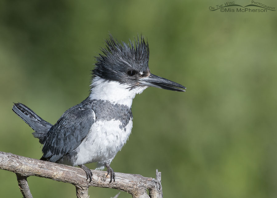 Immature And Adult Male Belted Kingfisher Images - Mia McPherson's