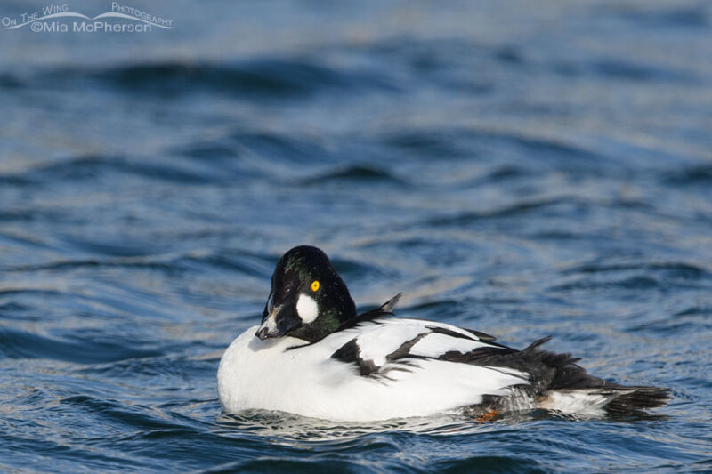 Adult male Common Goldeneye with white markings on his bill – On The ...