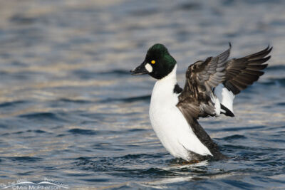 Drake Common Goldeneye and his odd colored bill – Mia McPherson's On ...