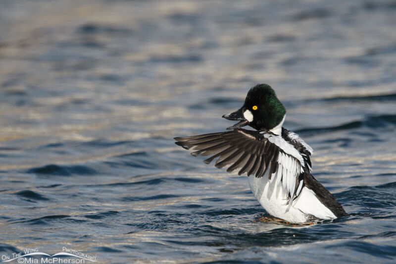 Adult drake Common Goldeneye settling down on the water – Mia McPherson ...