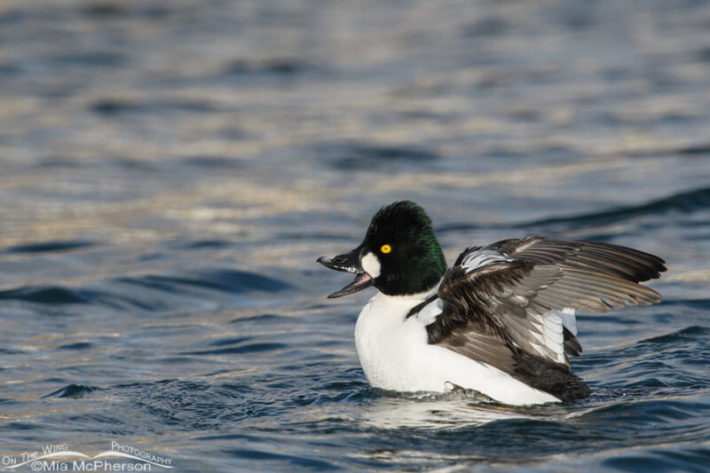 Drake Common Goldeneye with an odd bill – Mia McPherson's On The Wing ...