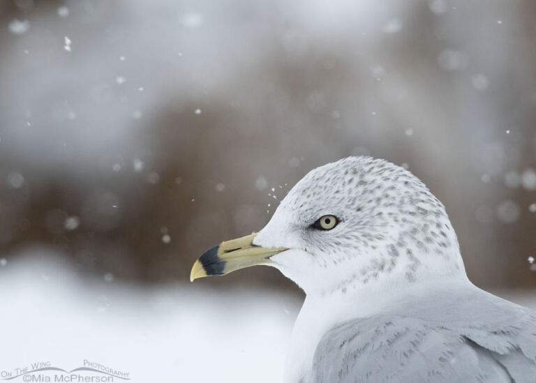 Winter Has Arrived Along With Many Opportunities To Photograph Birds