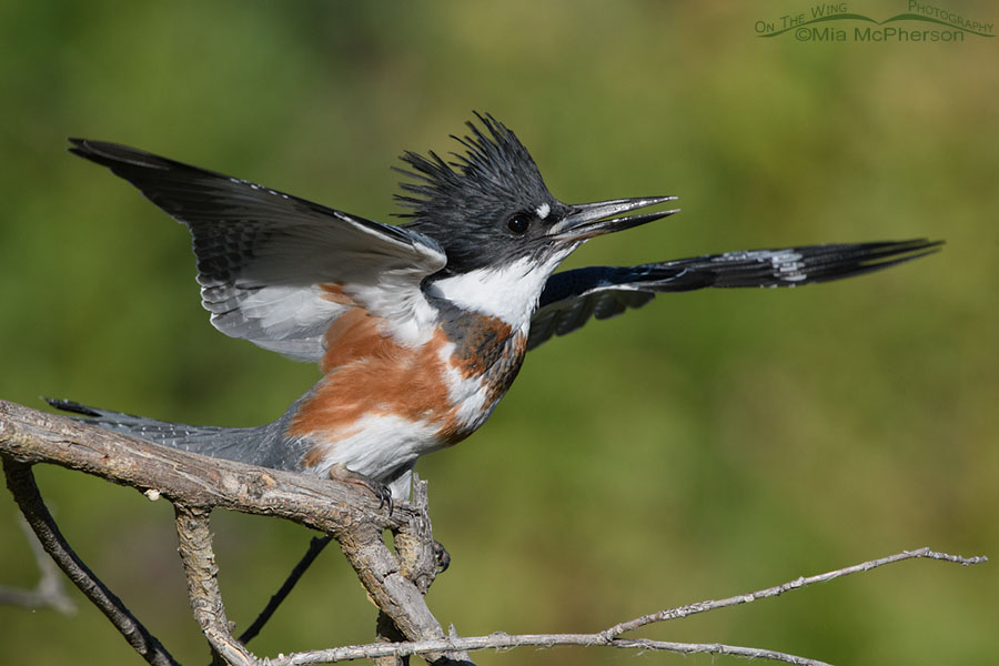 Belted Kingfisher Images - Mia McPherson's On The Wing Photography