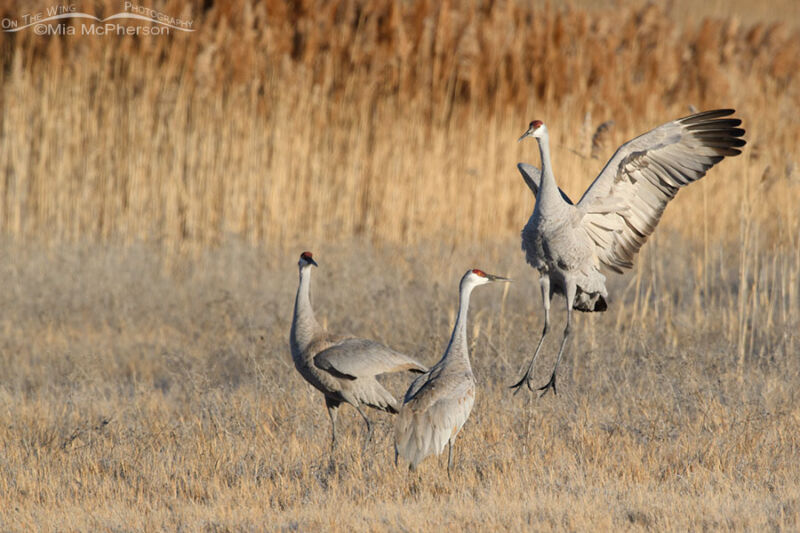 Three Sandhill Cranes displaying in the marsh at Bear River MBR – On ...