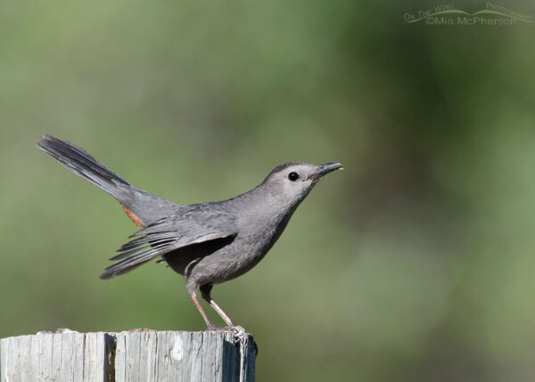 Perky adult Gray Catbird – On The Wing Photography