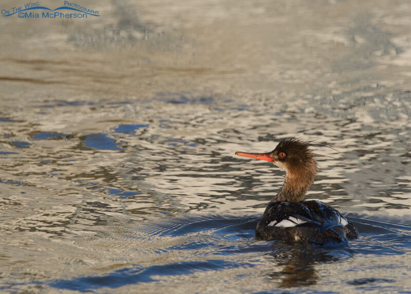 Male Red Breasted Merganser On The Bear River On The Wing Photography   Red Breasted Merganser Male Mia Mcpherson 8472 800x572 