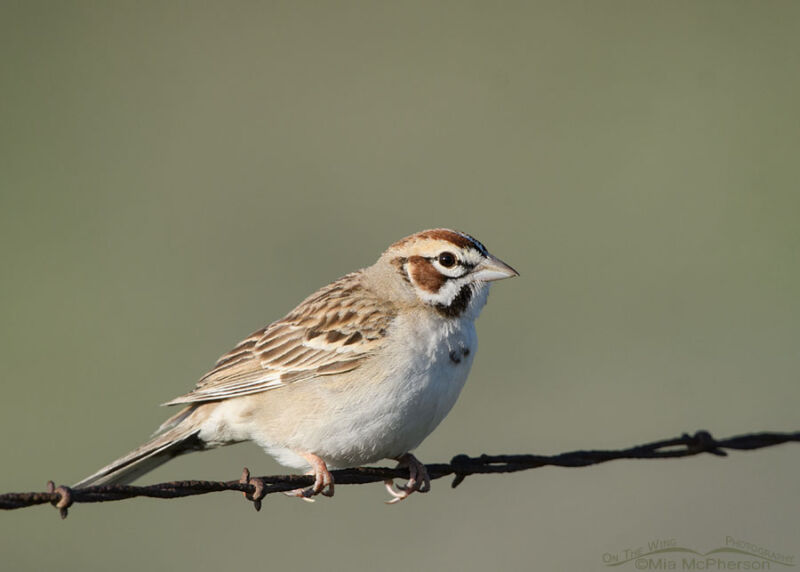 Spring adult Lark Sparrow on a barbed wire fence – Mia McPherson's On ...