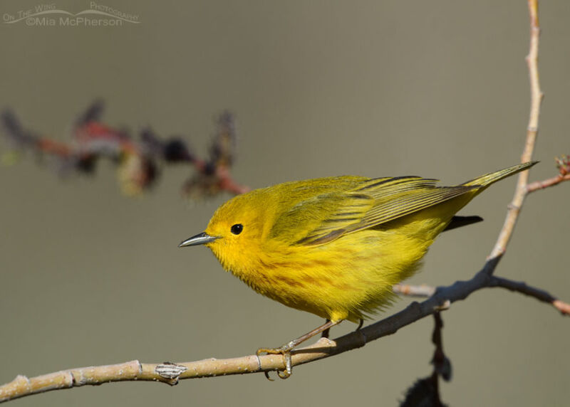 Adult male Yellow Warbler perched on a willow branch – On The Wing ...