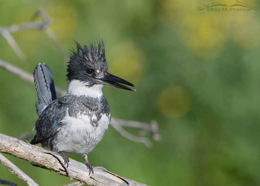 Male Belted Kingfisher Photos - Mia McPherson's On The Wing Photography