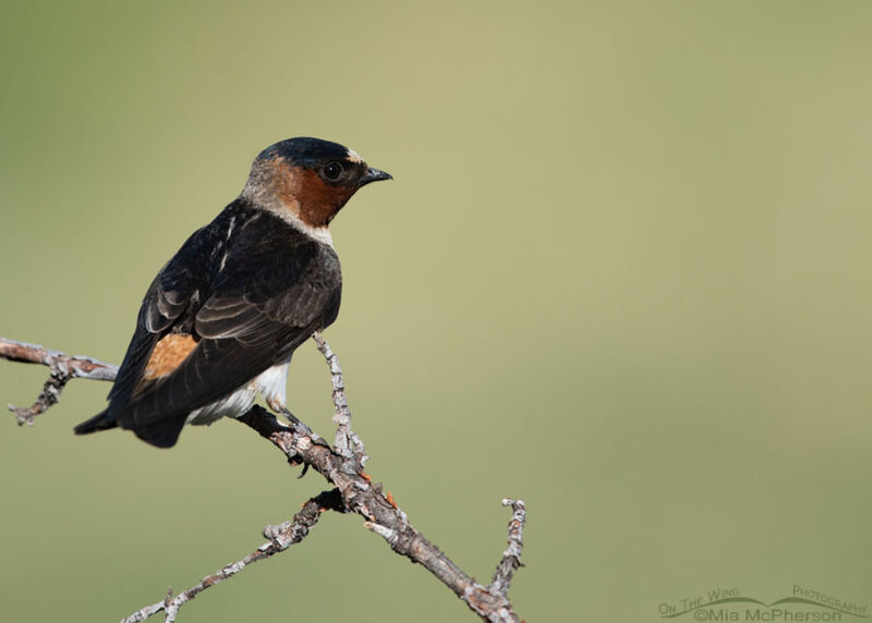 Cliff Swallows – Mia Mcpherson's On The Wing Photography