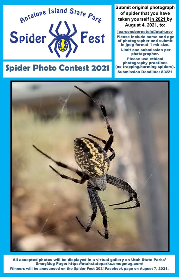 Antelope Island Spider Fest 2021 Mia McPherson's On The Wing Photography