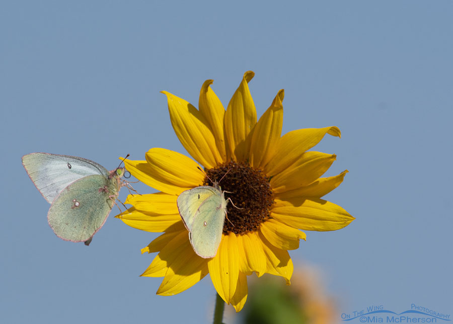 A Life Lesson Learned From Watching Small White Butterflies Feeding On A  Sunflower. – Bear River Blogger