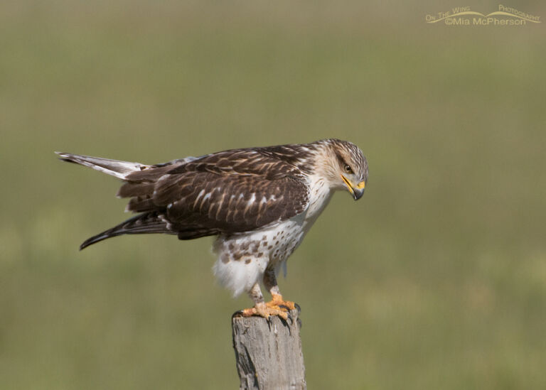 Juvenile Red-tailed, Rough-legged, Ferruginous and Swainson’s Hawks ...