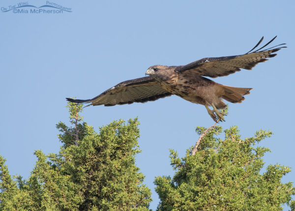 Adult Red-tailed Hawk after taking off from a juniper – Mia McPherson's ...