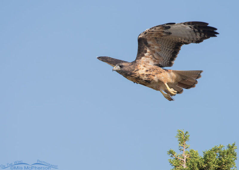 Red Tailed Hawk Adult Gaining Altitude On A Smoky Day On The Wing