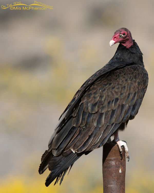 Turkey Vulture Images - Mia McPherson's On The Wing Photography