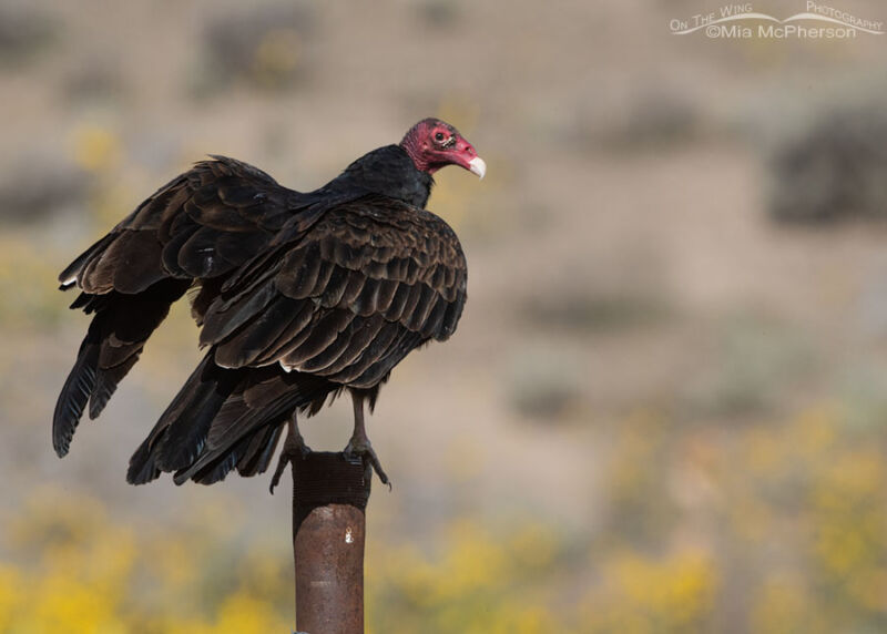 Turkey Vulture Images - Mia McPherson's On The Wing Photography