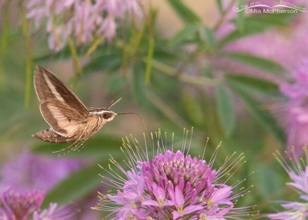 White-lined Sphinx moth with pollen covered legs – Mia McPherson's On ...