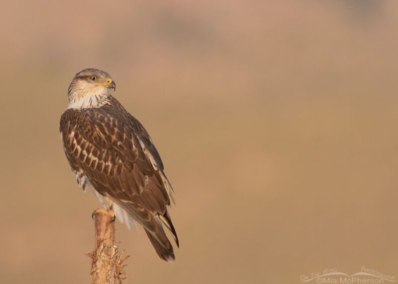 Dawn And A Ferruginous Hawk On A Fence Post Mia Mcphersons On The