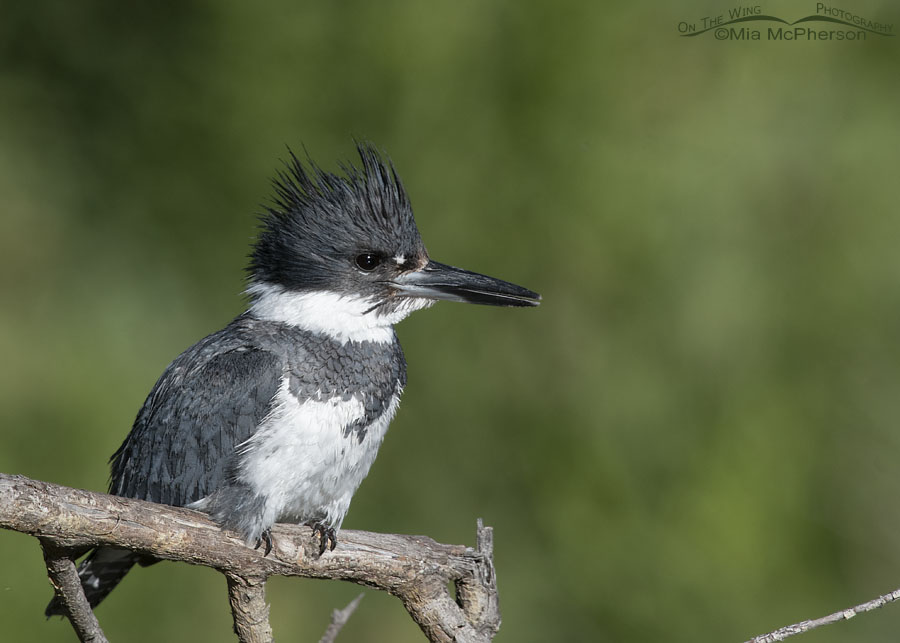 https://www.onthewingphotography.com/wings/wp-content/uploads/2021/11/belted-kingfisher-male-rattling-mia-mcpherson-7704.jpg