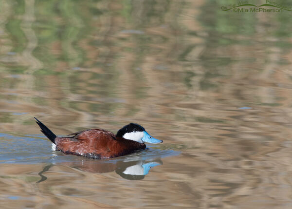 Drake Ruddy Duck in breeding plumage – On The Wing Photography